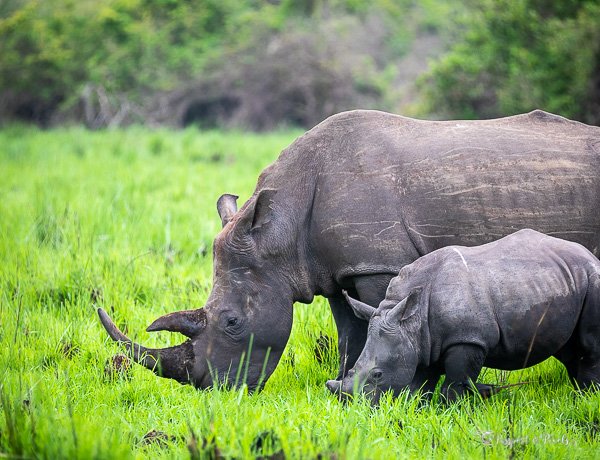 Visiting The Magical Ziwa Rhino Sanctuary in Uganda
