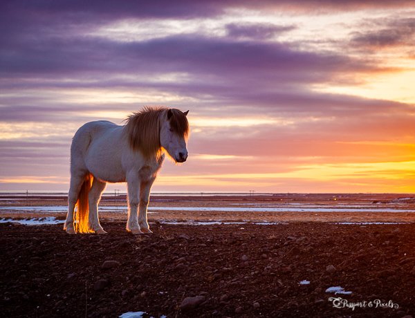 Icelandic Horses And Where To See Them