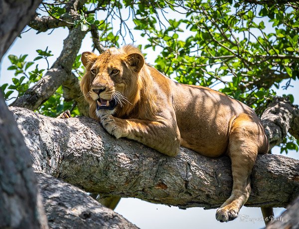 Queen Elizabeth National Park Uganda: Is It Overhyped?