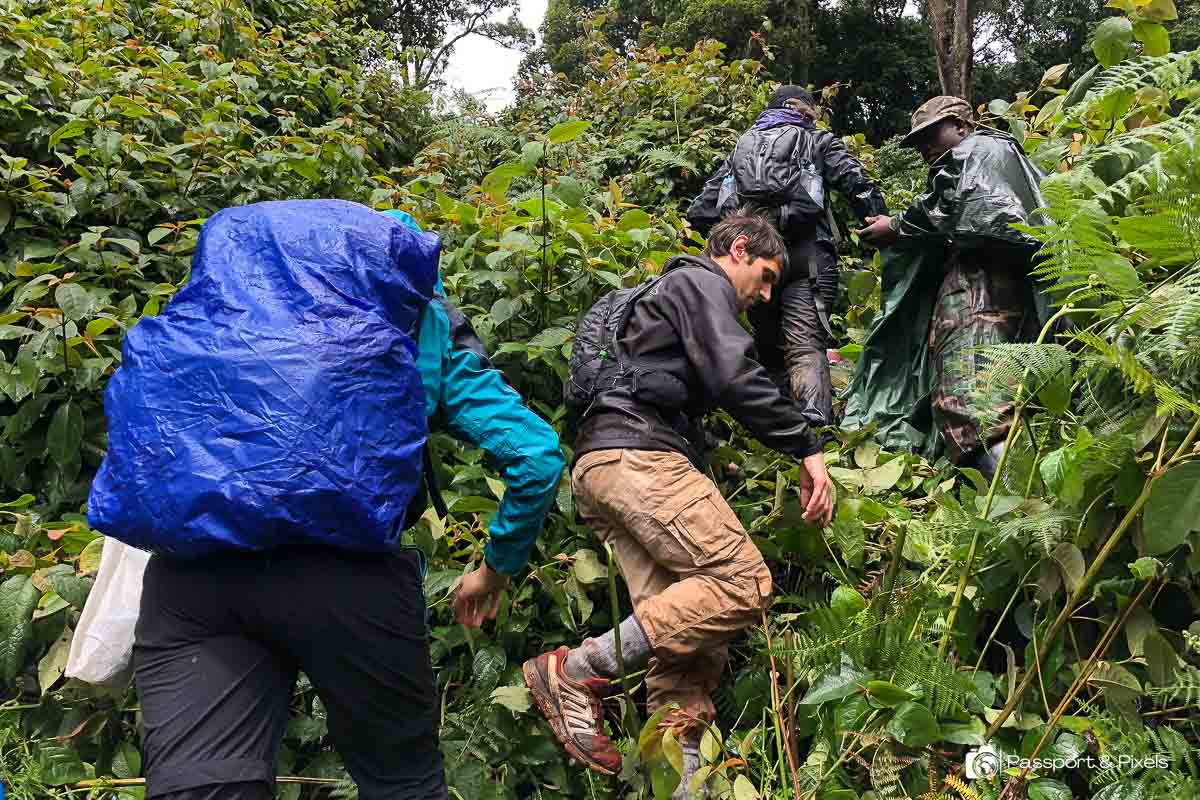 Trekkers hiking through the jungle in the rain in Uganda