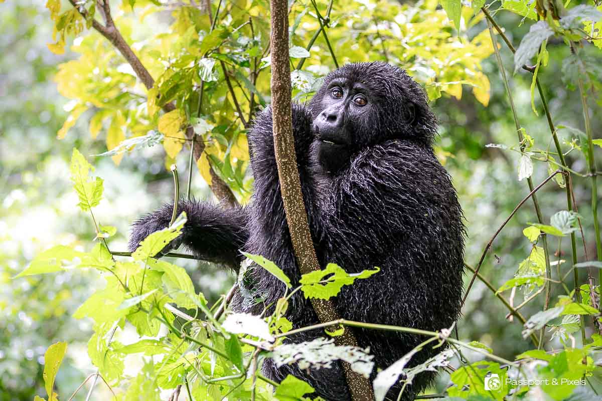A young gorilla sits in a tree, looking at my camera