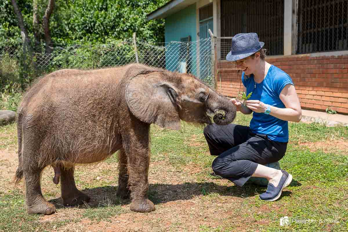 The author (me) feeding an orphaned baby elephant at Entebbe Zoo in Uganda. This was one of my favourite weekend trips from Kampala.