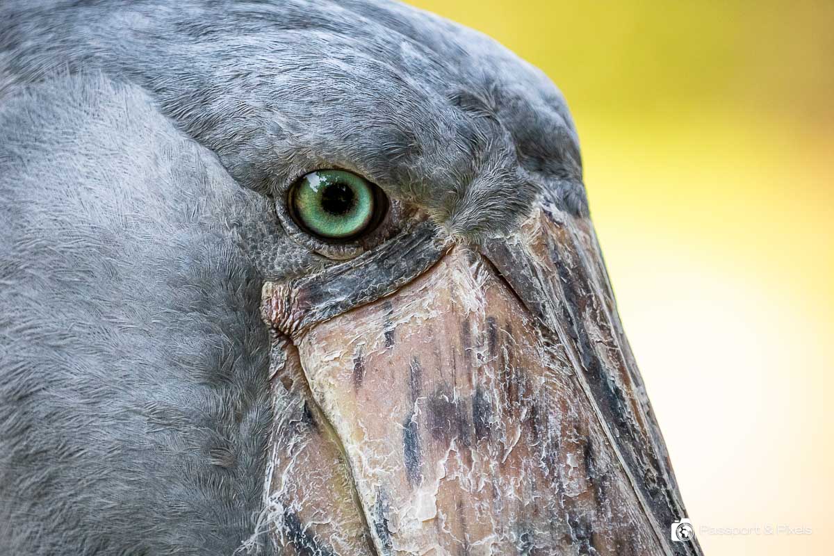 Wildlife photography tip for beginners: Shoebill stork, Uganda