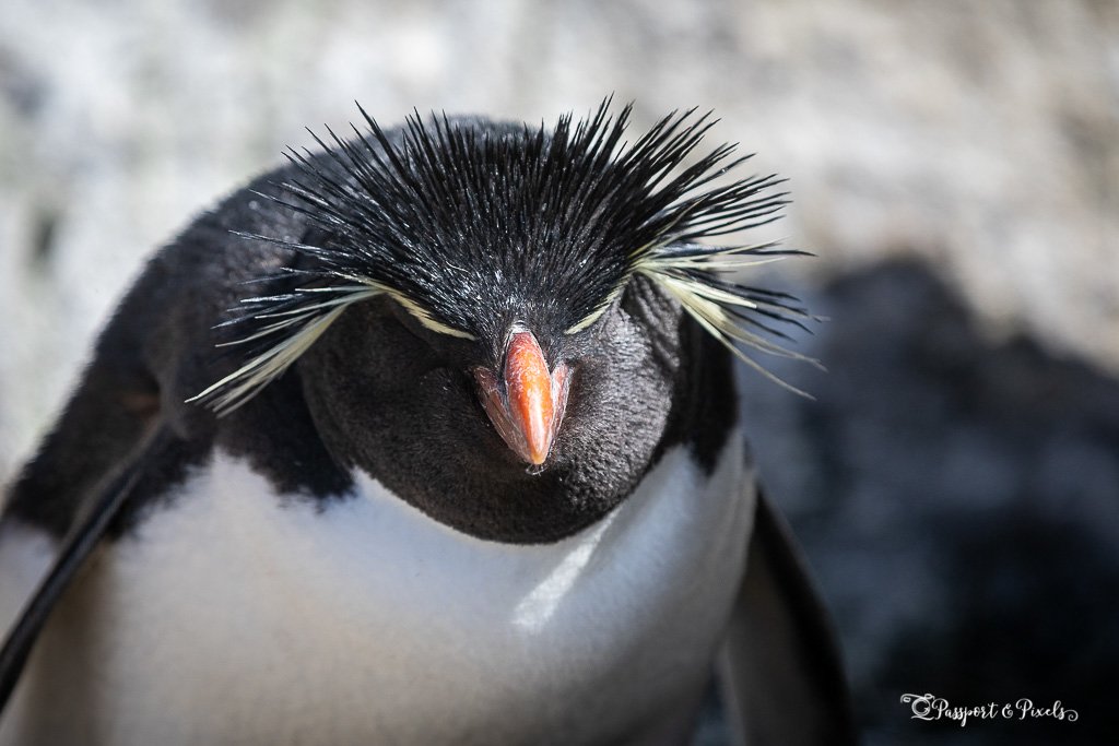 Picture of a rockhopper penguin