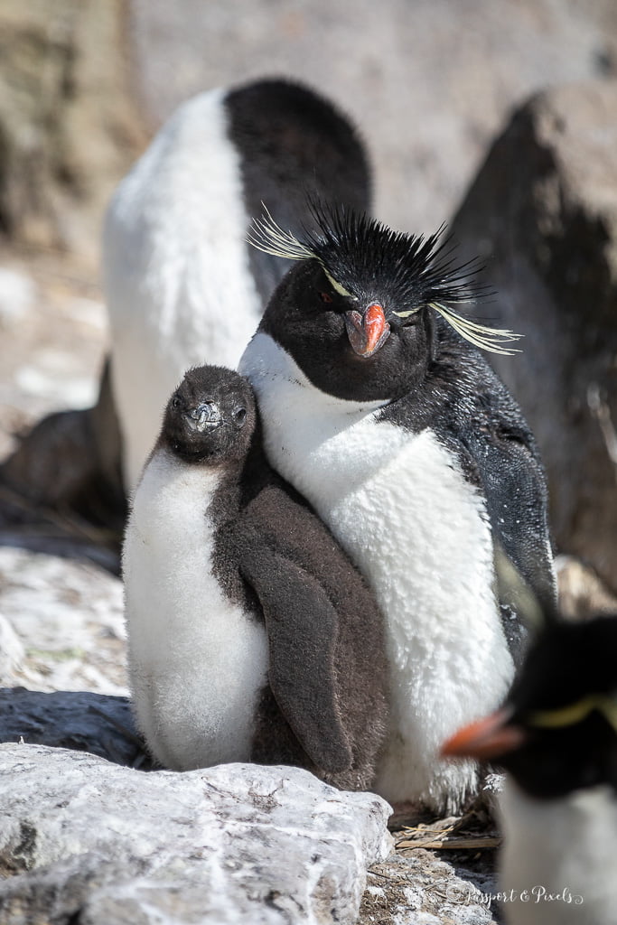 Photo of a rockhopper penguin and chick in Antarctica