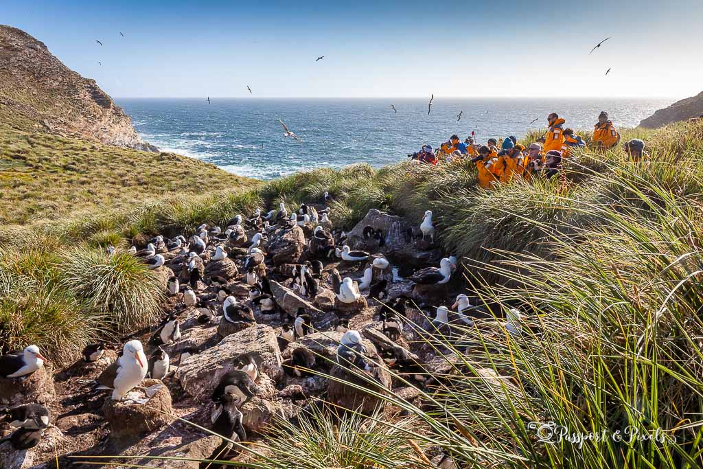 Visitors watch an albatross colony on West Point Island, West Falkland