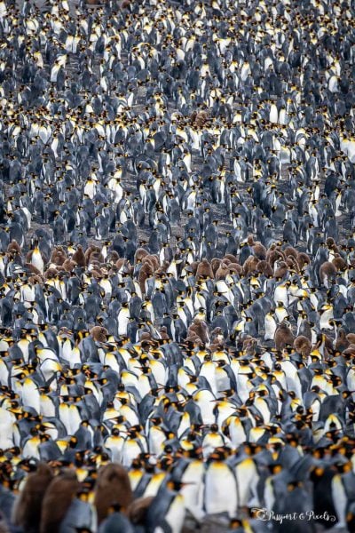 King Penguin colony, St Andrews Bay, South Georgia