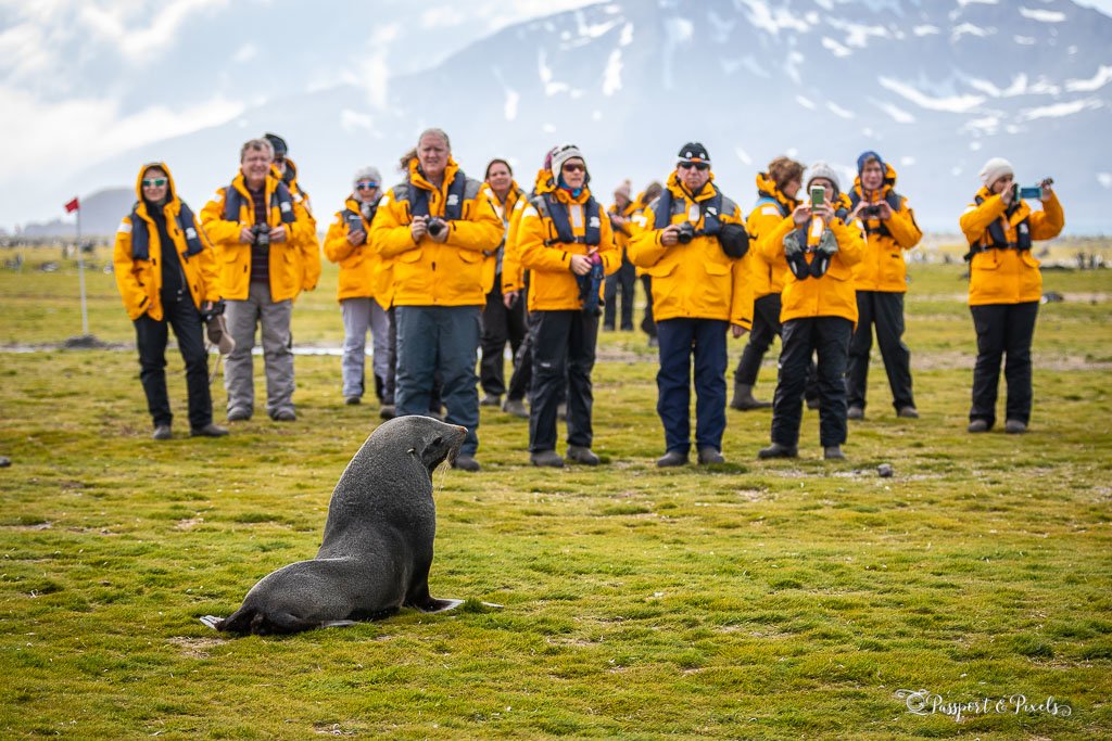 Visitors in yellow parkas observe a male fur seal, South Georgia Island