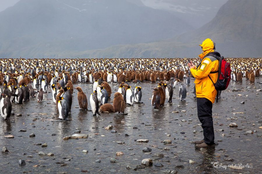 King penguin colony at Gold Harbour, South Georgia