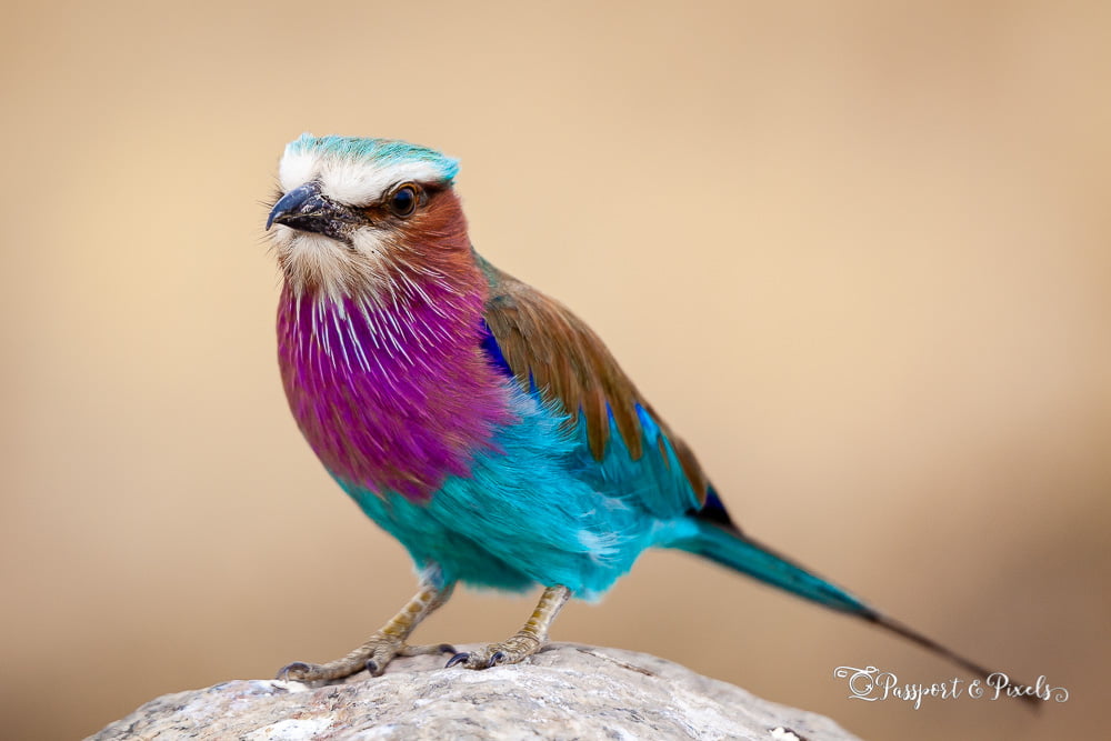 African birds: Lilac breasted roller, Tanzania