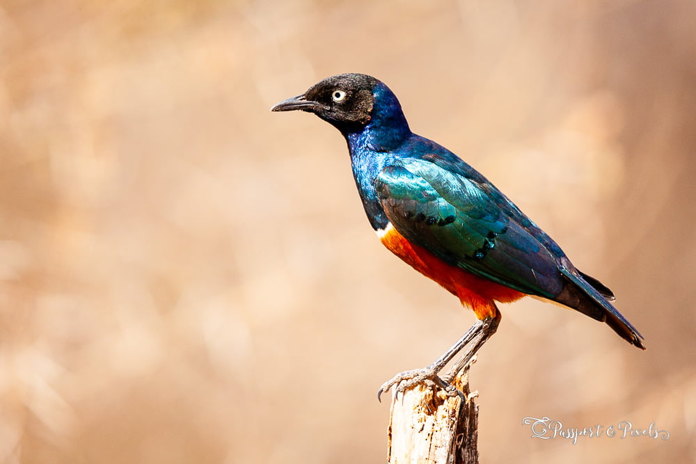 Superb starlings are common birds of South Africa and across the continent