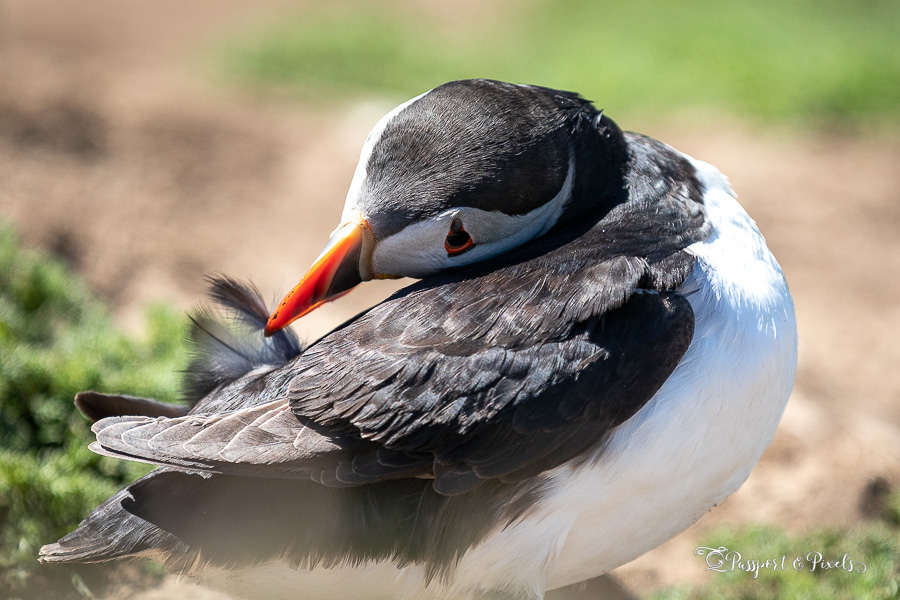 Close up of an Atlantic puffin preening