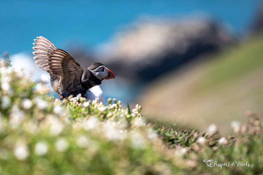 How to See and Photograph Puffins in the UK: 20 FAQs