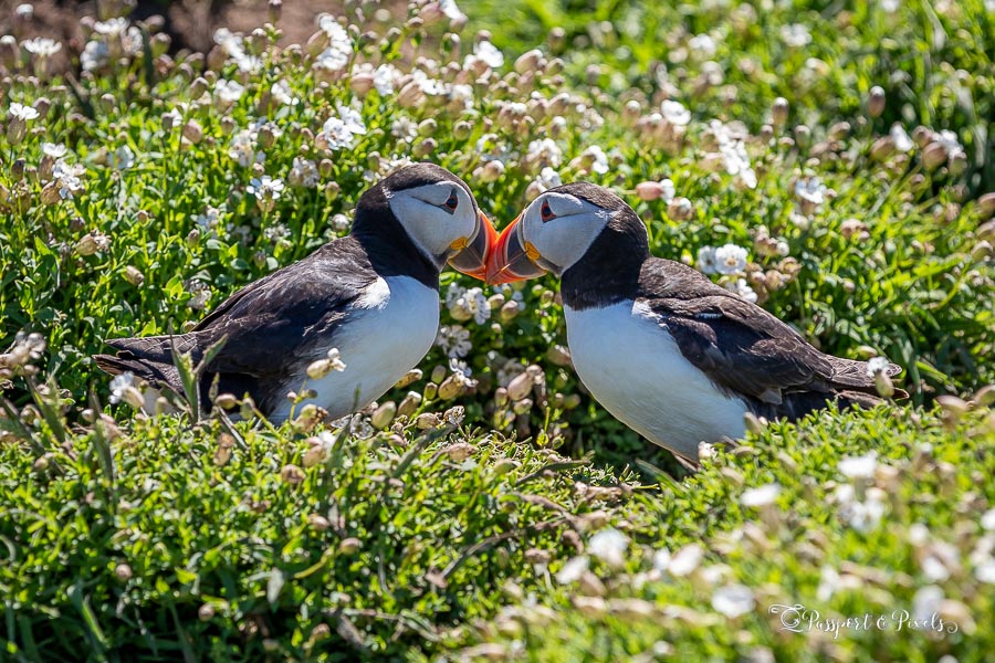 Puffins rubbing their beaks together