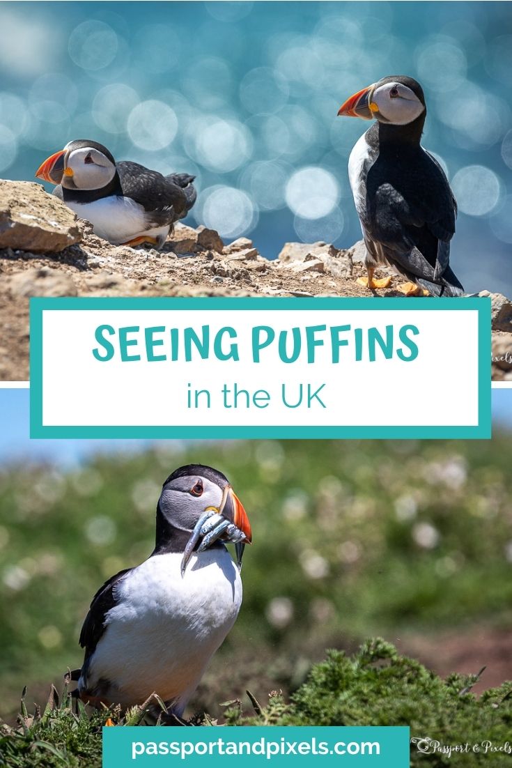 UK puffins pinterest pin
