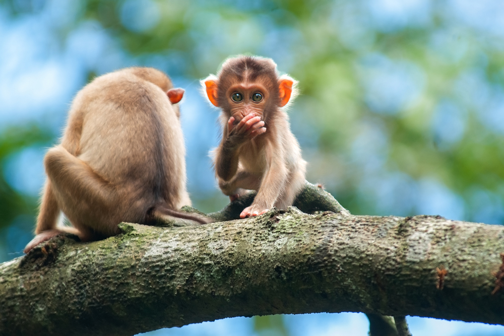 Pig-tailed macaque in Khao Yai National Park Thailand