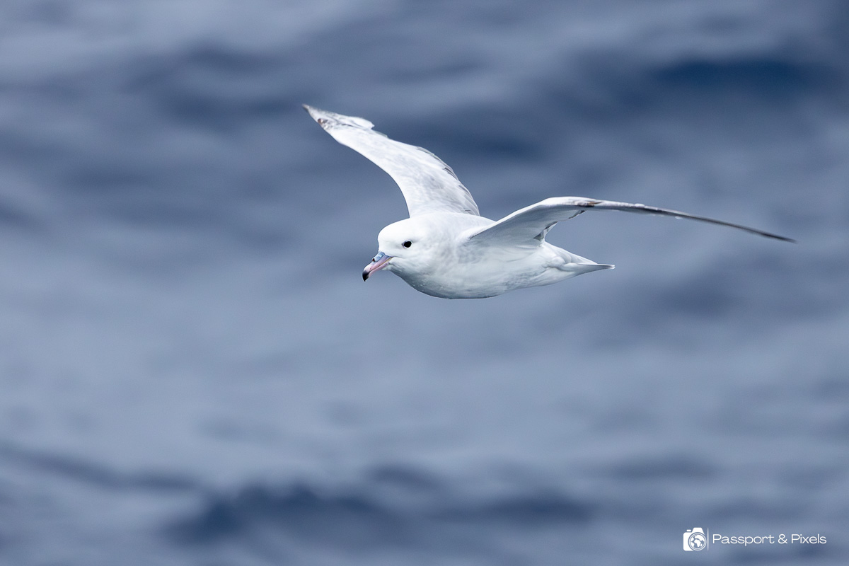 Southern fulmar, one of the birds in Antarctica