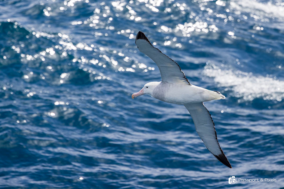 The wandering albatross is one of the birds you may see in Antarctica