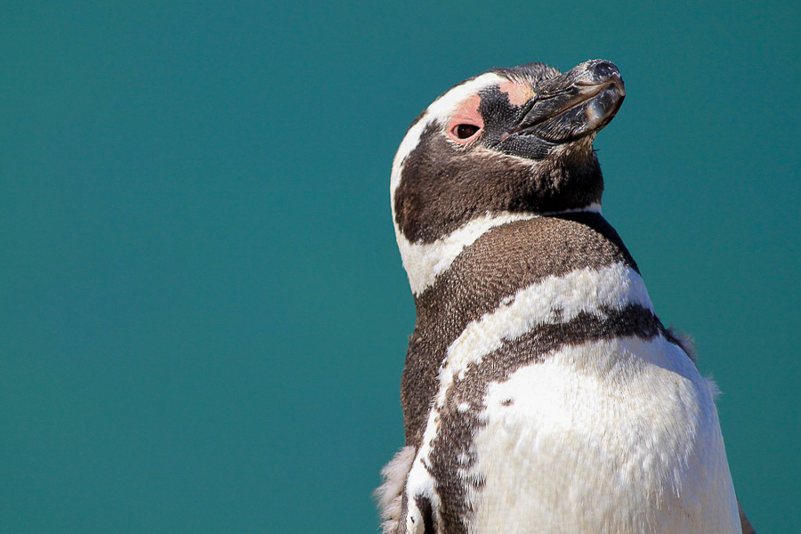 Magellanic penguin