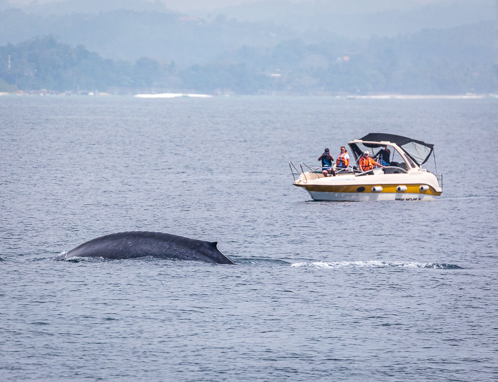 A Magical Trip Whale Watching in Mirissa, Sri Lanka