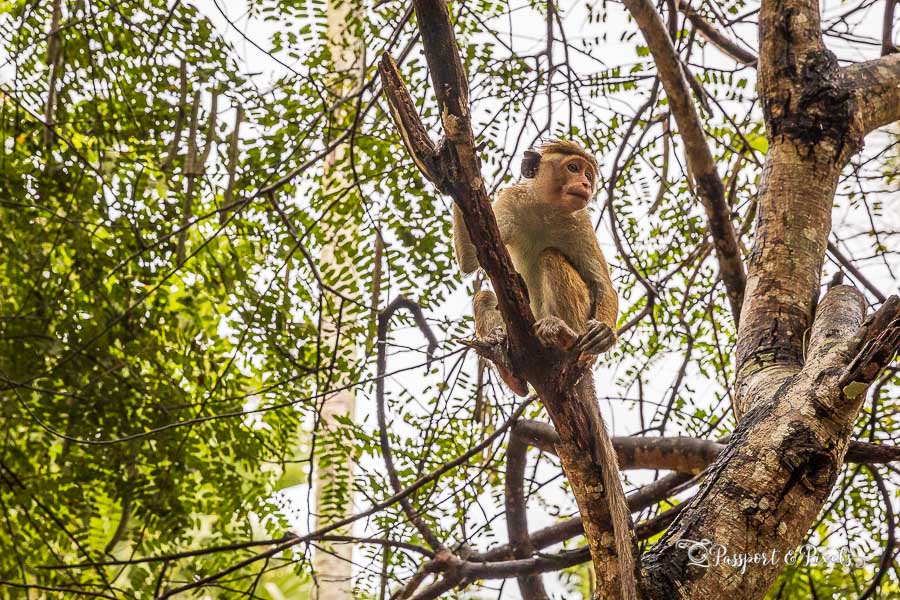 A toque macaque - a small brown monkey with a pink face - in Sri Lanka
