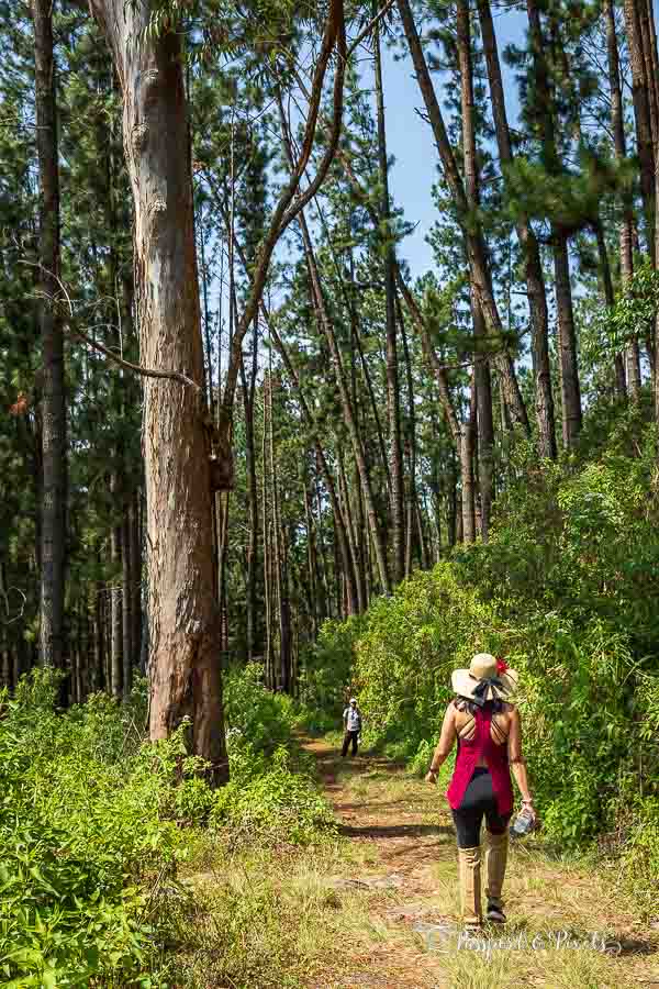 A woman in a floppy straw hat and red top walking through pine forest in the Sri Lanka highlands
