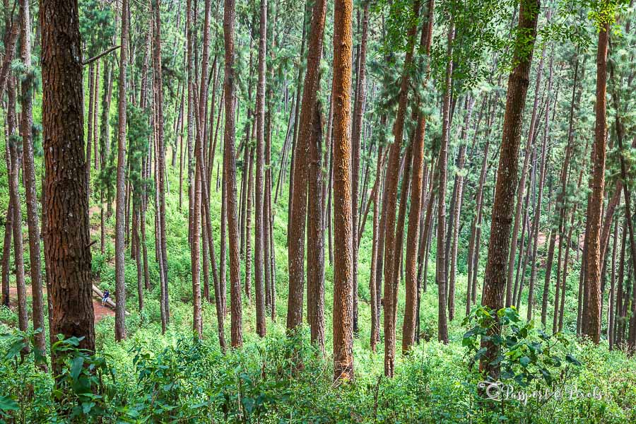 Hiking In The Beautiful Knuckles Mountain Range, Sri Lanka