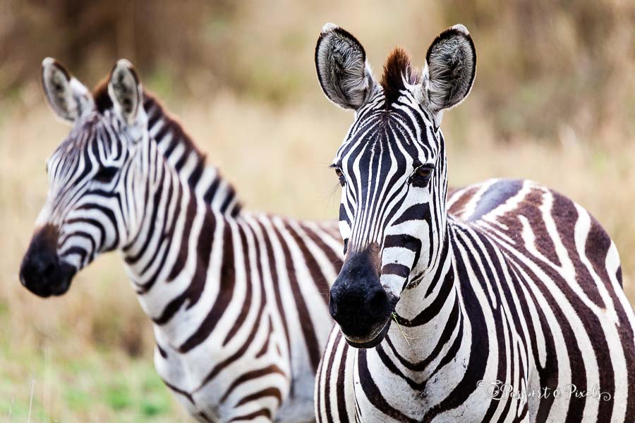 African animals: Plains zebras, Tarangire National Park, Tanzania