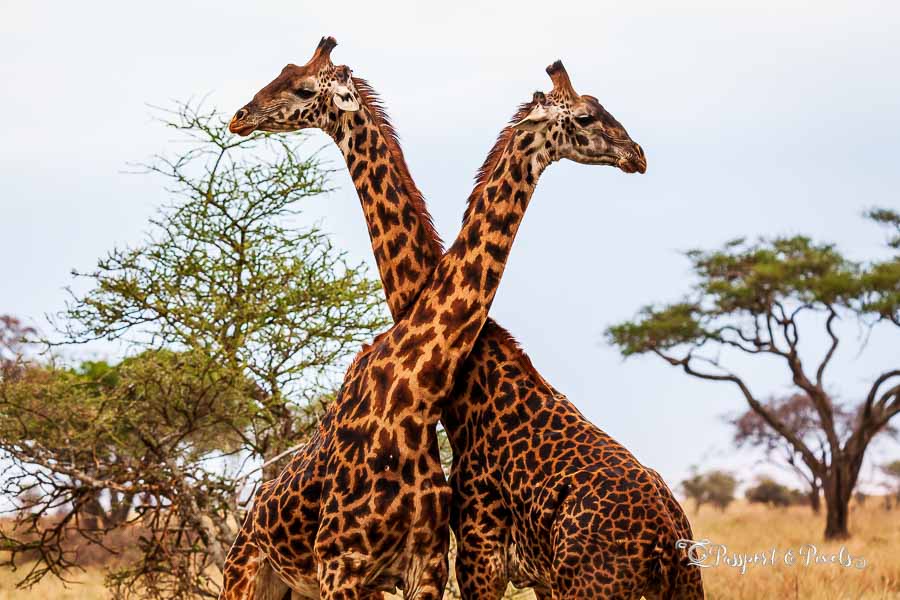 life size safari animals