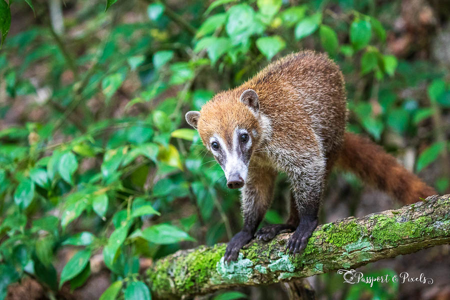 Coati or Coatimundi spotted at Tikal in Guatemala
