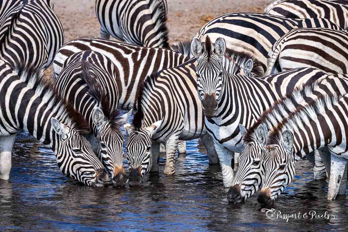 Come to Leroo La Tau for the zebras, stay for everything else!