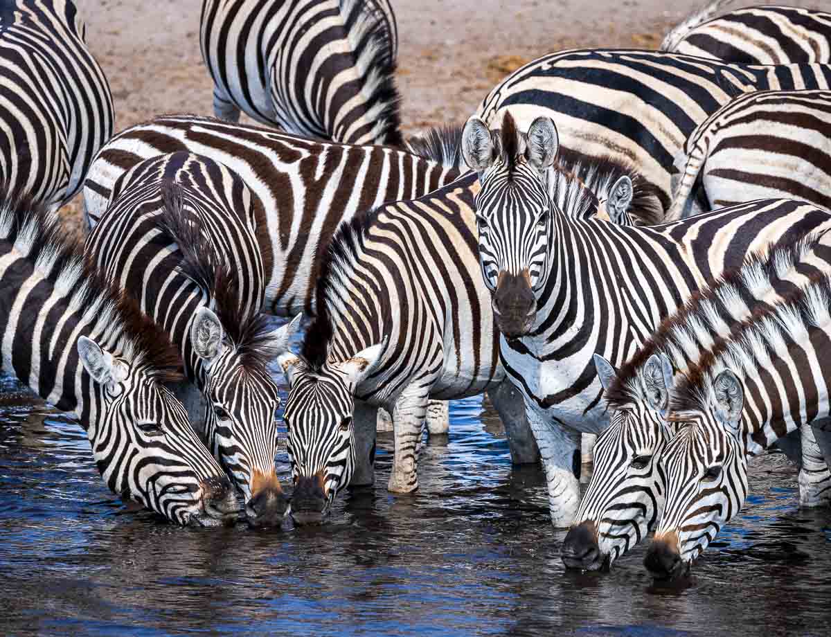 Zebras drinking from a waterhole at Leroo La Tau Botswana