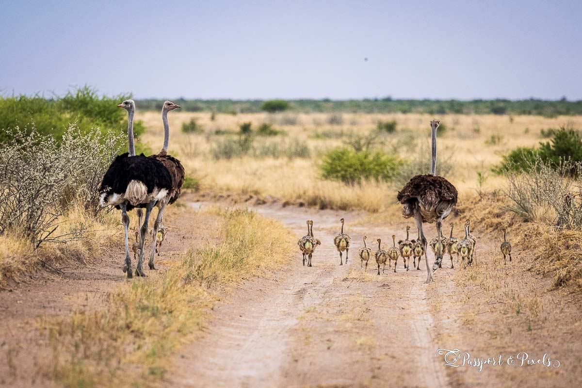 Three ostriches and a gaggle of chicks photographed in Botswana.