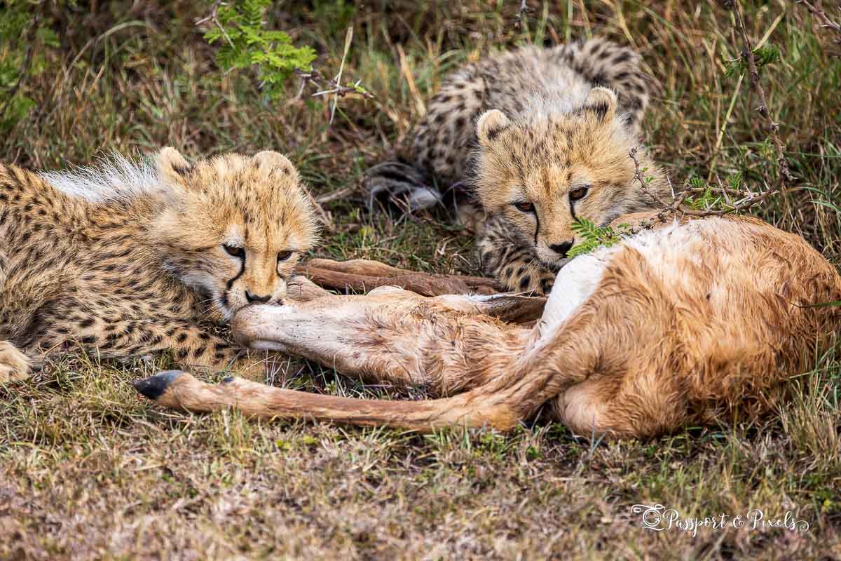 Cheetah cubs gnawing on a kill, Maasai Mara, Kenya
