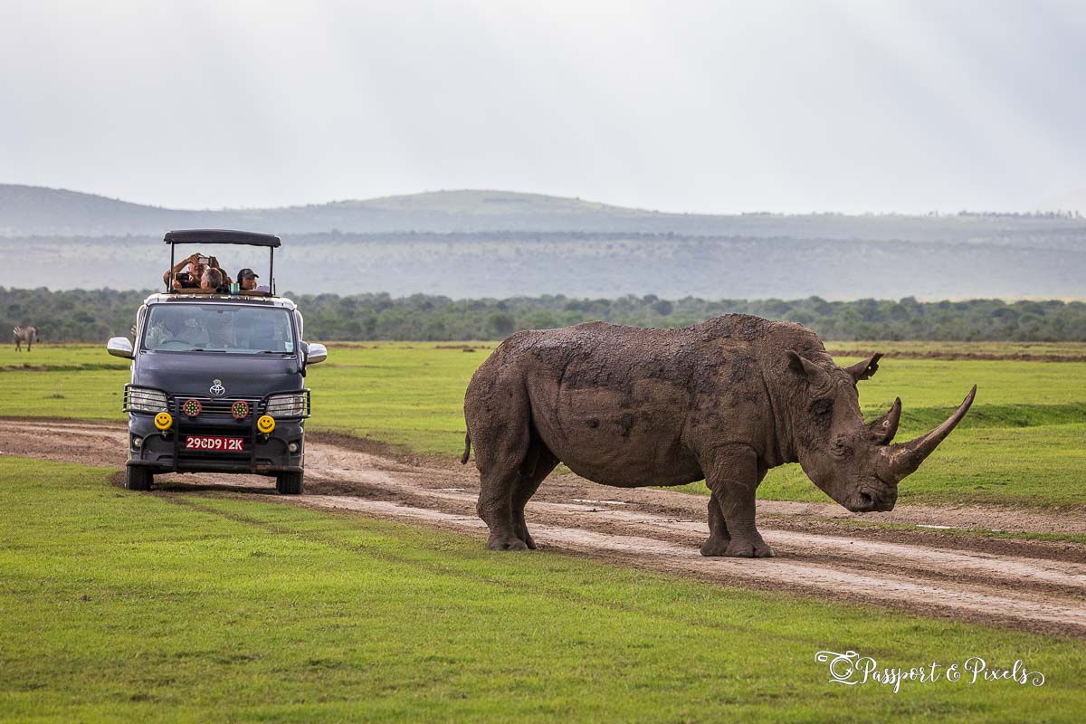 A safari car and a rhino, Kenya