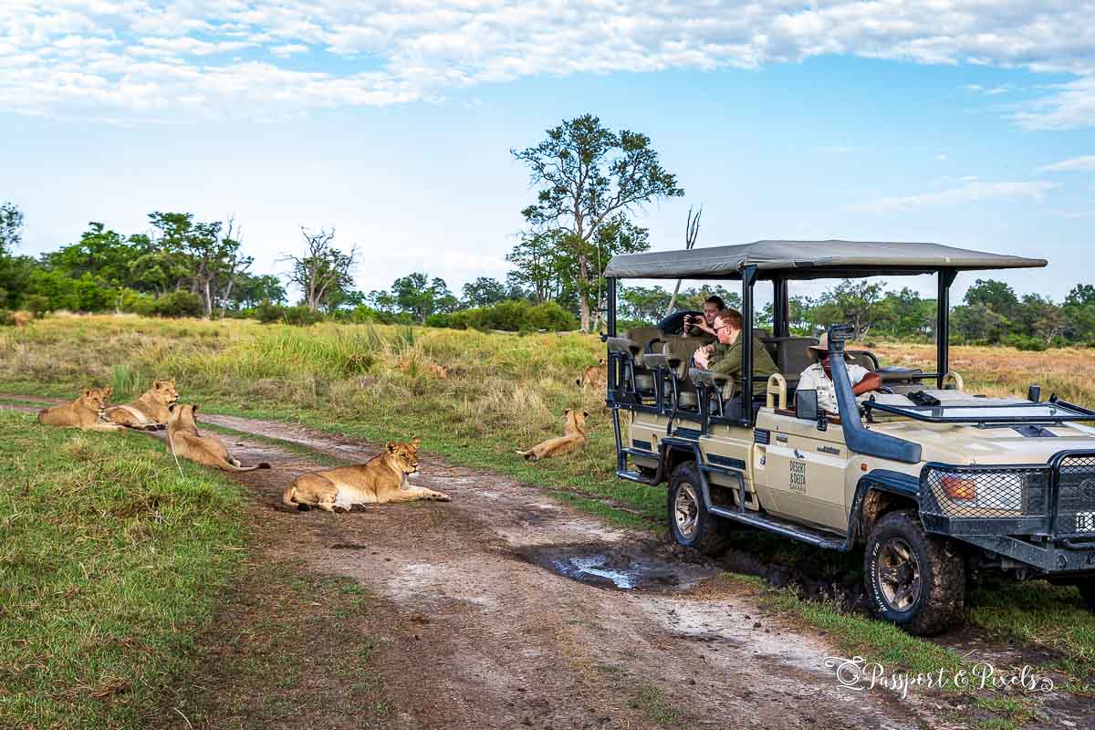 A couple surrounded by lions on safari in Botswana