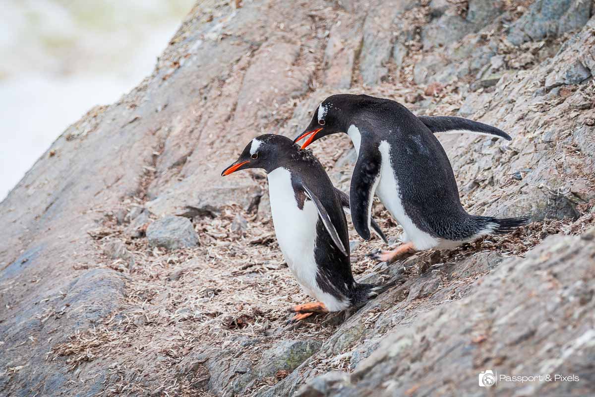 A gentoo penguin chases a mate - one of my many images of penguins in Antarctica