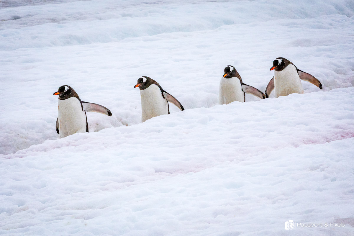 Gentoos, another type of penguins and one of the cutest penguin species