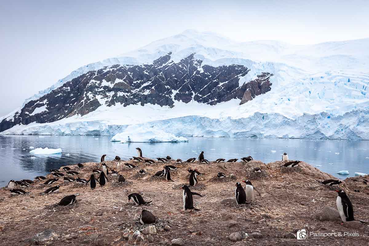 Penguins at a colony in Antarctica, photographed by travel blogger and photographer Bella Falk (that's me!)