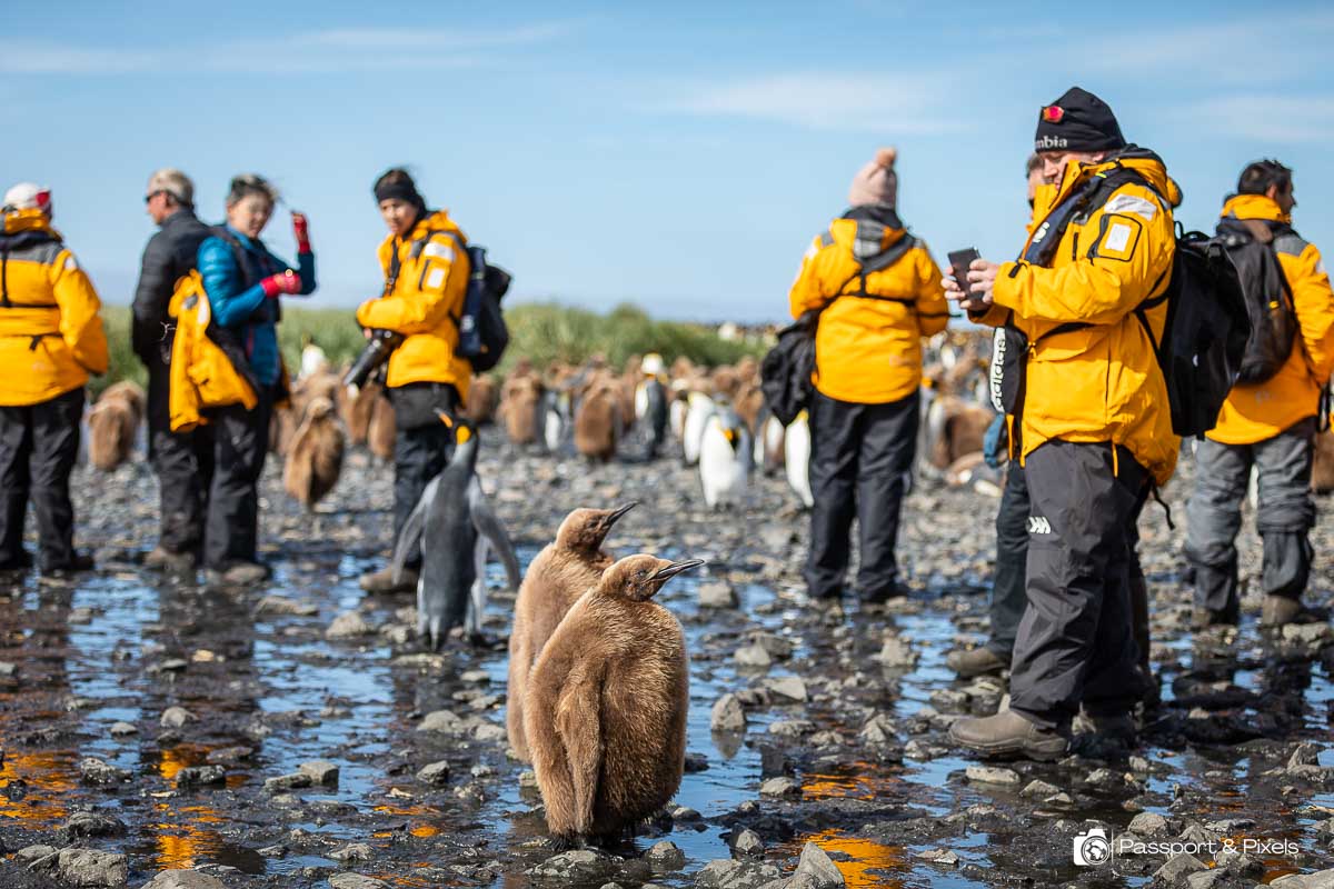 Visitors and fluffy brown penguin chicks examine each other in South Georgia