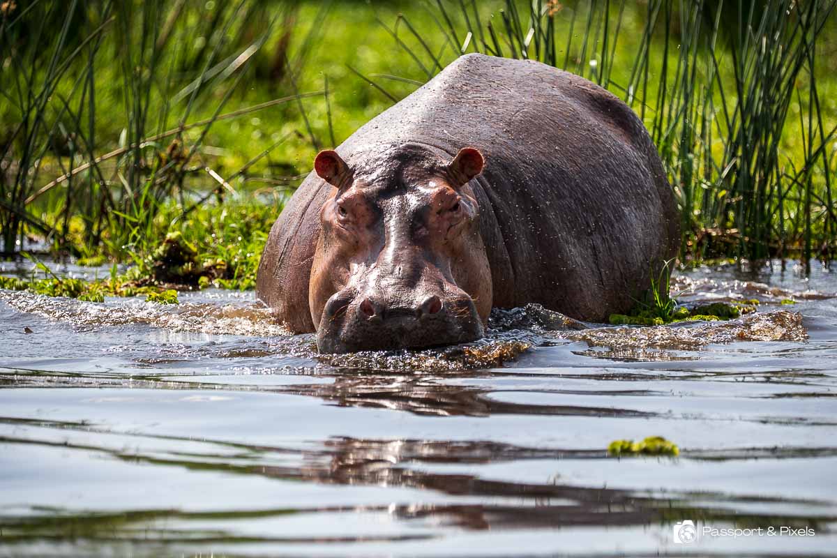 A hippo in Murchison Falls National Park Uganda