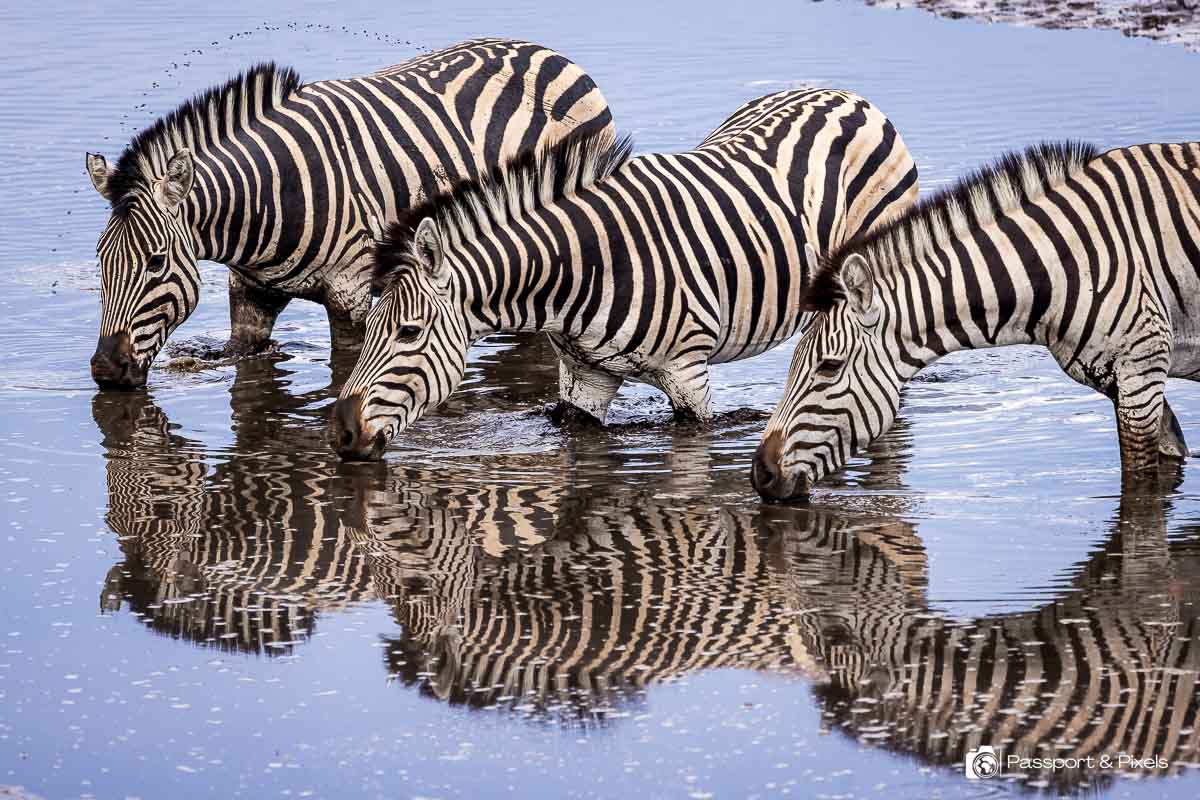 Three zebras drinking at a waterhole at Leroo La Tau in Botswana