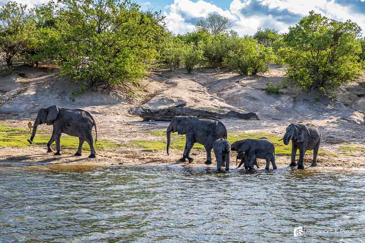 Elephants on the bank of the Chobe River in Botswana