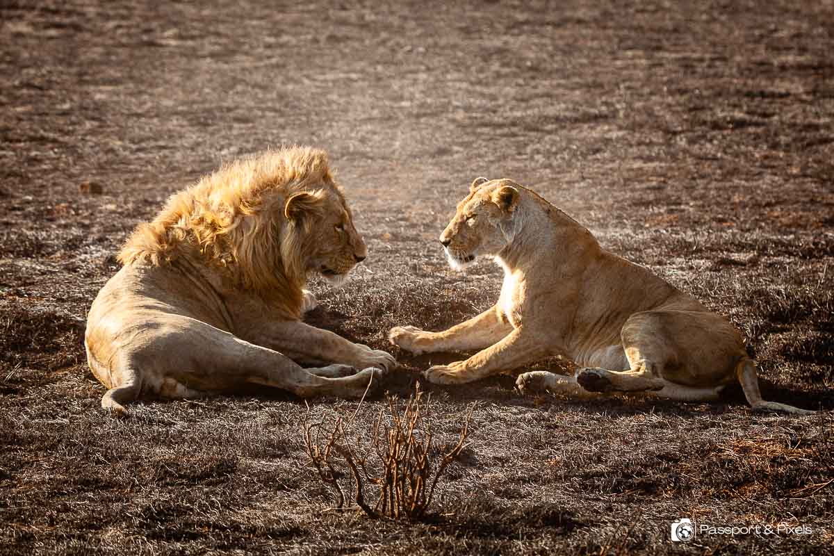 A male and female lion get ready to mate in the Ngorongoro Crater in Tanzania