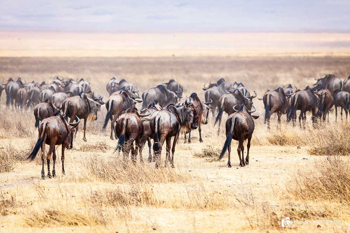 Wildebeest on the move, Tanzania