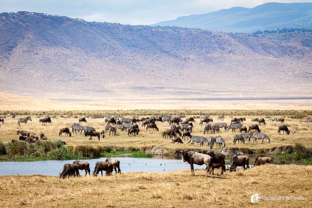 The Ngorongoro Crater filled with herds of zebras and wildebeest. It's one of the best destinations for an Africa wildlife adventure