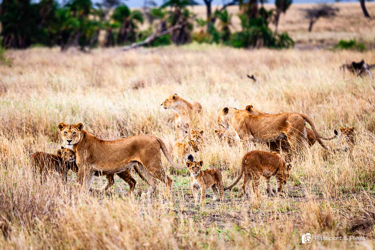Three adult lionesses and at least eight cubs relaxing in the Serengeti in Tanzania, Africa 