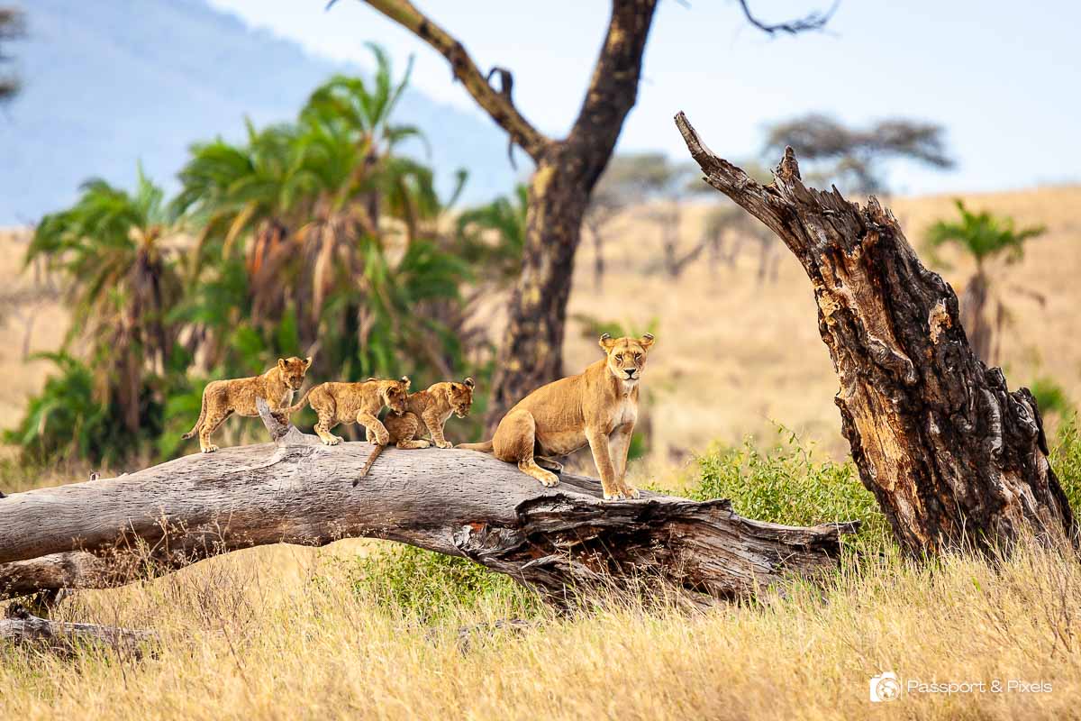 A mother lion and her three lion cubs, Serengeti, Tanzania