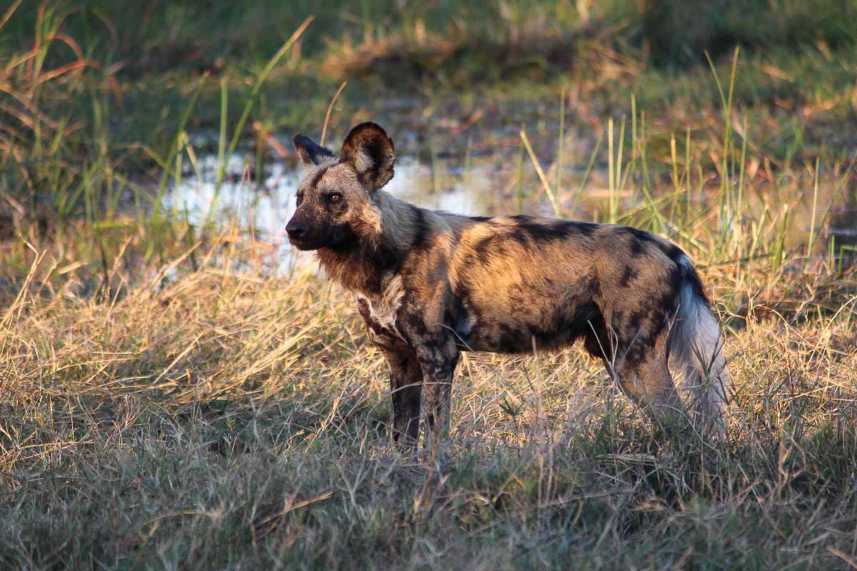 Wild dog