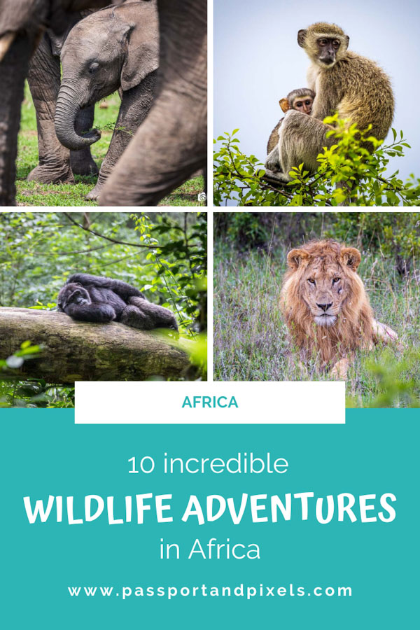 Africa wildlife adventures Pinterest Pin